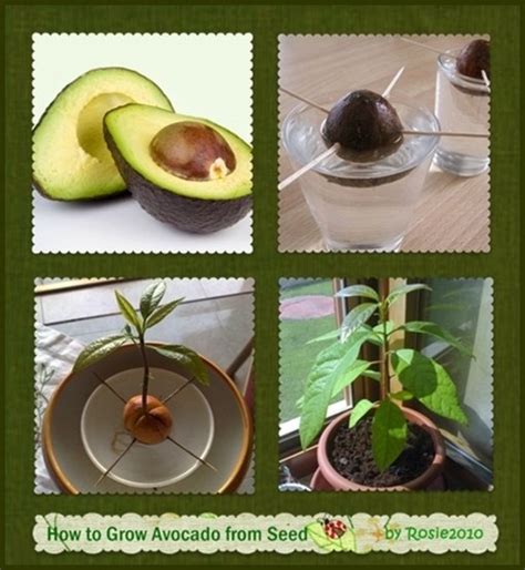 How to grow an avocado from seed – Method 1: The water glass. A popular method of growing avocado is the water glass method. Remove the seed from a ripe avocado and clean it. You should also peel off the brown skin. Then take three toothpicks and put them in the core: best in the upper third on the sharper side.